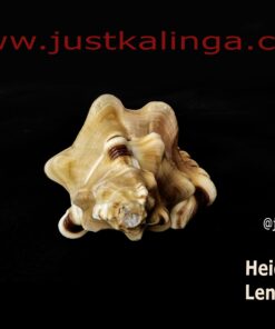 GANAPATI SHANKHA- 1 NO'S | Justkalinga.com.