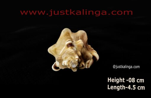 GANAPATI SHANKHA- 1 NO'S | Justkalinga.com.