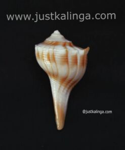 Dakhinabarti sankha (Small Size) | Justkalinga.com.