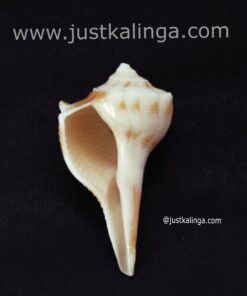 Dakhinabarti sankha (Small Size) | Justkalinga.com.