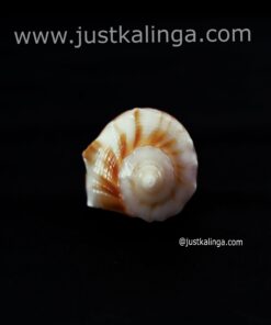 Dakhinabarti sankha (Small Size) | Justkalinga.com.