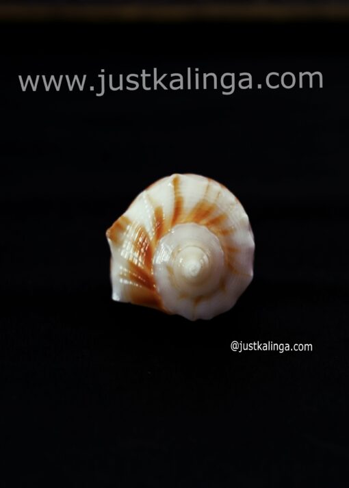 Dakhinabarti sankha (Small Size) | Justkalinga.com.